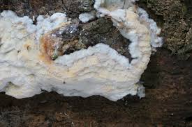 Attēlu rezultāti vaicājumam “Skeletocutis brevispora”