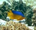 File:Cocoa damselfish.jpg - Wikipedia, the free encyclopedia