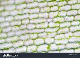 Attēlu rezultāti vaicājumam “Hydrilla verticillata leaf”