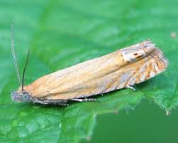 Attēlu rezultāti vaicājumam “Lathronympha strigana”