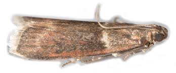 Attēlu rezultāti vaicājumam “Nyctegretis lineana”