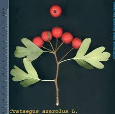 Attēlu rezultāti vaicājumam “Crataegus submollis fruit”