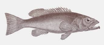 Image result for Mycteroperca interstitialis