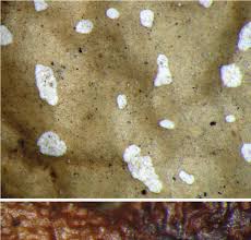 Attēlu rezultāti vaicājumam “Cetrelia sp.”