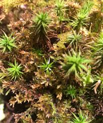 Attēlu rezultāti vaicājumam “Polytrichum juniperinum”