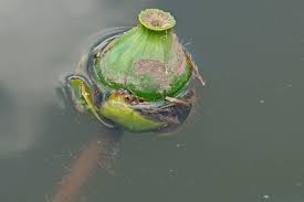Attēlu rezultāti vaicājumam “Nuphar lutea fruit”