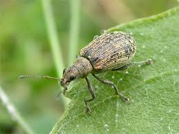 Attēlu rezultāti vaicājumam “Polydrusus mollis”