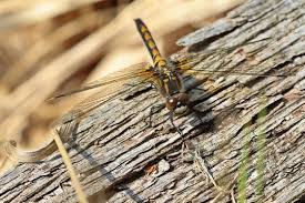 Attēlu rezultāti vaicājumam “Leucorrhinia pectoralis female”