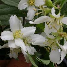 Attēlu rezultāti vaicājumam “Philadelphus lemoinei”