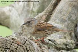Attēlu rezultāti vaicājumam “Prunella modularis adult”