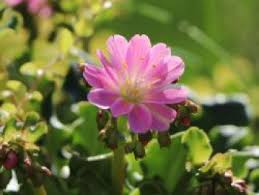 Image result for Bitterwurz