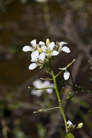 Attēlu rezultāti vaicājumam “Rorippa amphibia fruit”