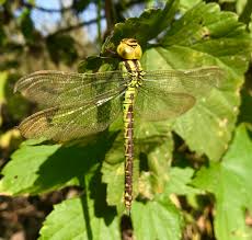 Attēlu rezultāti vaicājumam “Aeshna viridis”