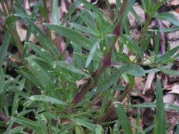 Attēlu rezultāti vaicājumam “Gypsophila paniculata leaf”