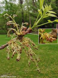 Attēlu rezultāti vaicājumam “Fraxinus pennsylvanica male flower”