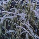 Attēlu rezultāti vaicājumam “Glyceria maxima fruit”