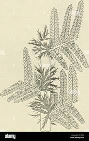 Attēlu rezultāti vaicājumam “Pteropsida”