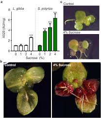 Attēlu rezultāti vaicājumam “Lemna gibba”