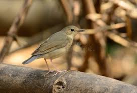 Image result for Luscinia cyane