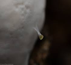 Attēlu rezultāti vaicājumam “Oligonema affine macro”