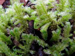 Attēlu rezultāti vaicājumam “Neckera crispa”