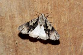 Attēlu rezultāti vaicājumam “Acronicta alni”