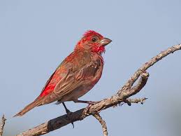 Attēlu rezultāti vaicājumam “Carpodacus erythrinus”