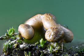Attēlu rezultāti vaicājumam “Gulielmina vermicularis macro”