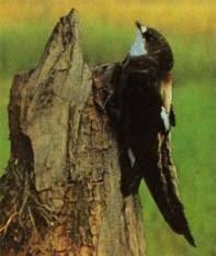 Image result for Hirundapus caudacutus