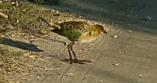 Image result for Porphyrio alleni