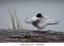 Attēlu rezultāti vaicājumam “Sterna”