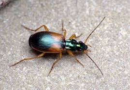 Attēlu rezultāti vaicājumam “Anchomenus dorsalis”