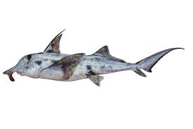 Image result for Callorhinchus capensis
