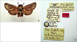 Attēlu rezultāti vaicājumam “Lamellocossus terebra”