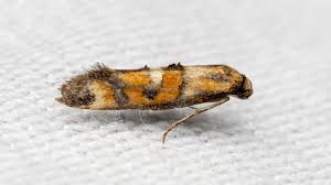 Attēlu rezultāti vaicājumam “Epermeniidae”