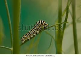 Attēlu rezultāti vaicājumam “Abraxas sylvata imago”