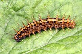 Attēlu rezultāti vaicājumam “Argynnis paphia larva”