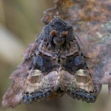 Attēlu rezultāti vaicājumam “Euplexia lucipara”