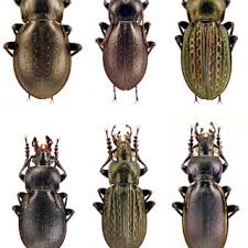 Attēlu rezultāti vaicājumam “Carabus arcensis”