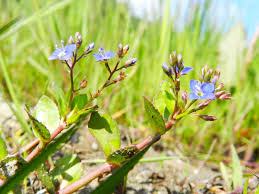 Attēlu rezultāti vaicājumam “Veronica beccabunga bud”
