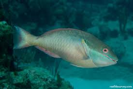 Image result for Sparisoma aurofrenatum