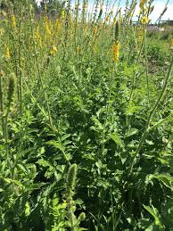 Image result for Agrimonia eupatoria