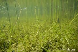 Attēlu rezultāti vaicājumam “Chara hispida”