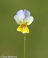 Attēlu rezultāti vaicājumam “Viola arvensis flower”