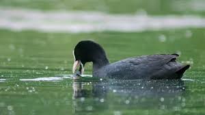 Attēlu rezultāti vaicājumam “Fulica atra adult”