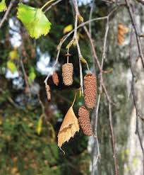 Attēlu rezultāti vaicājumam “Betula humilis fruit”