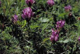 Attēlu rezultāti vaicājumam “Astragalus danicus flower”