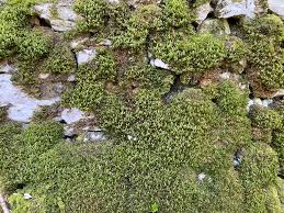 Attēlu rezultāti vaicājumam “Neckera crispa”