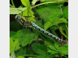 Attēlu rezultāti vaicājumam “Brachytron pratense”