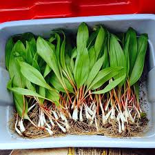 Attēlu rezultāti vaicājumam “Allium ursinum fruit”